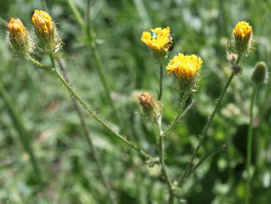 Crepis setosa / Radicchiella cotonosa